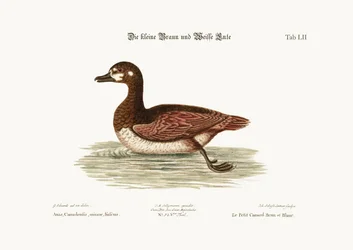 The Little Brown and White Duck